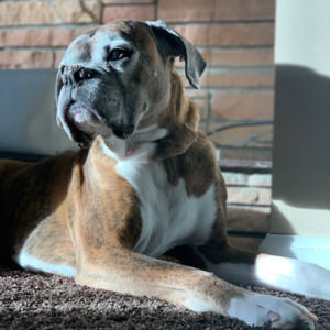 Meet your Posher, Weston